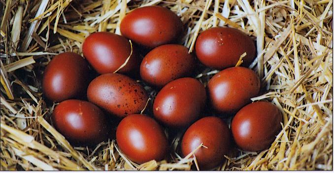 The beautiful eggs of ideal French and original Marans.