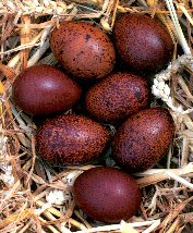 The  extra-reddish-brown eggs of the Marans hens.