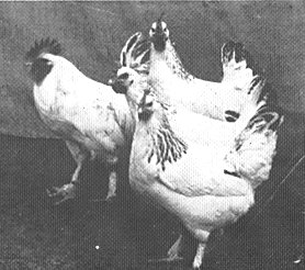 Marans Herminée: photo de 1931