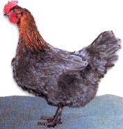 T belle poule Marans Bleu-cuivré (M. Zabada)
