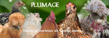 forum plumage.eu