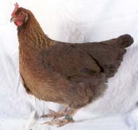 T belle poule Saumon-dor (M. Zumsteg, Nancy 2001)