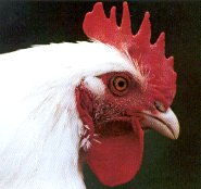 A rooster of the White variety of Marans.